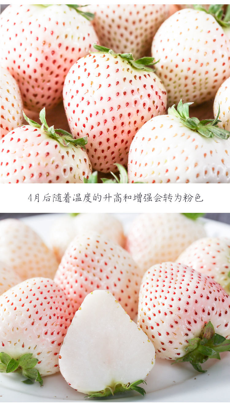 顺丰次日达 新鲜快到家 淡雪草莓【1斤普通装】【图片 价格 品牌 报价