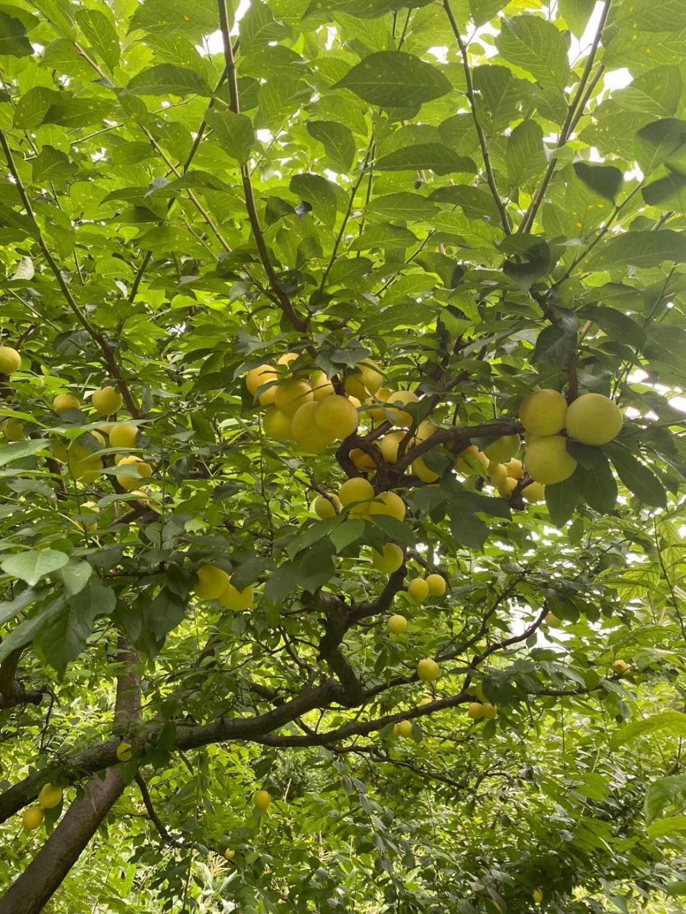 李子蜂糖李脱骨李黄金奈李当季新鲜水果批发 纯甜桃花李老树果5-18年