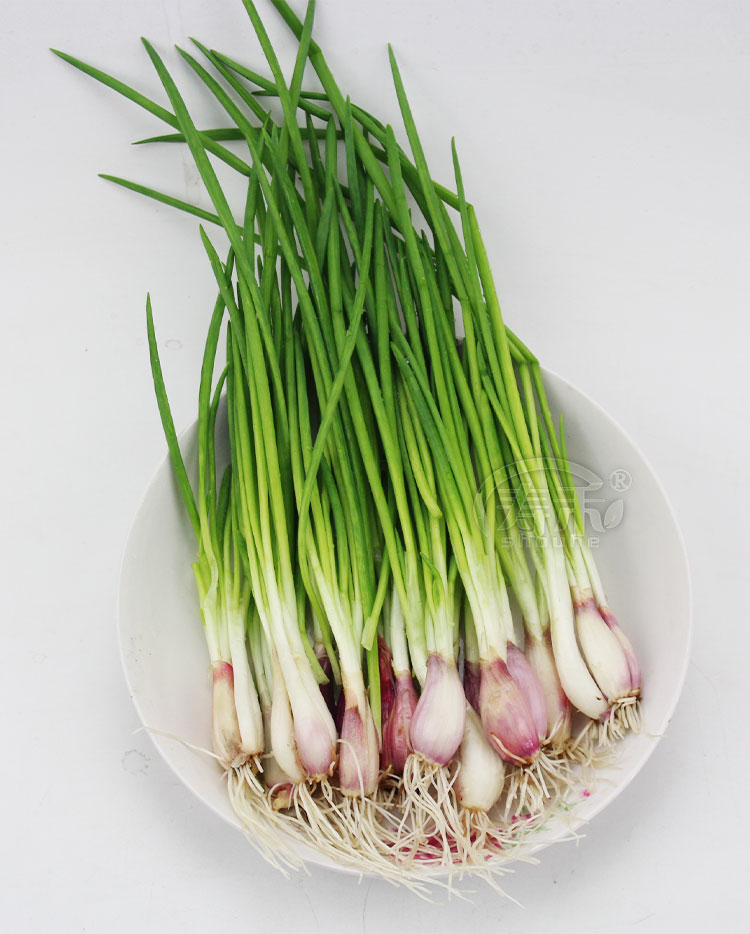 四季小香葱种头葱种籽火葱红头葱种子苗阳台盆栽葱苗小葱孑火葱头 紫