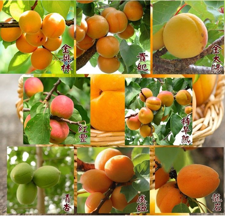 嫁接杏树苗特大早熟金太阳杏子树苗新品种沙金红杏子苗南北方种植 丰