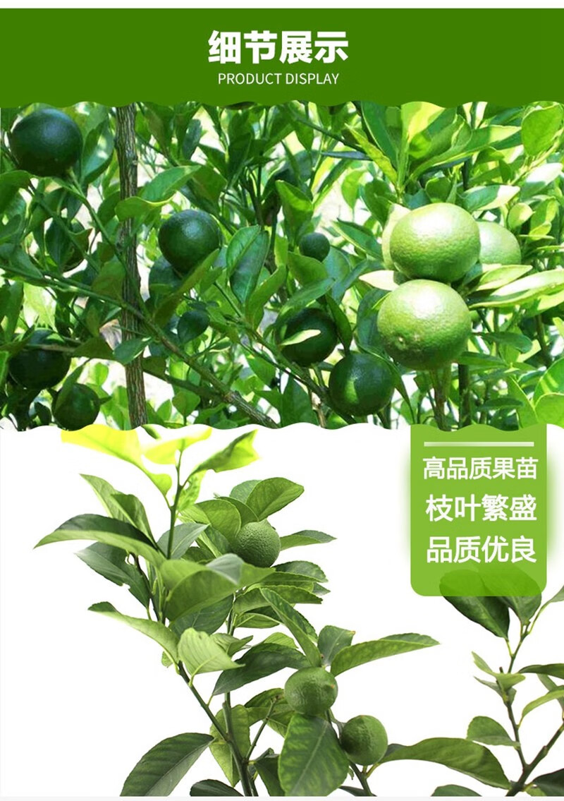 春沭柠檬苗盆栽地栽果树苗香水柠檬苗南北方庭院种植青柠檬树苗当年