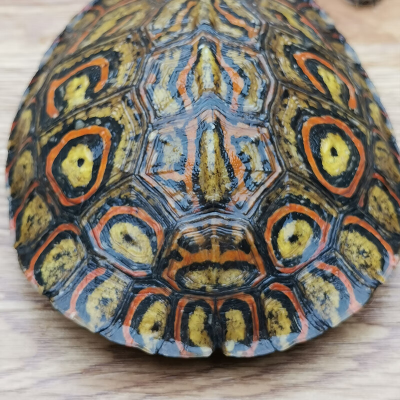 萌萌哒油彩木纹龟半水陆养吃素菜苗种龟油彩