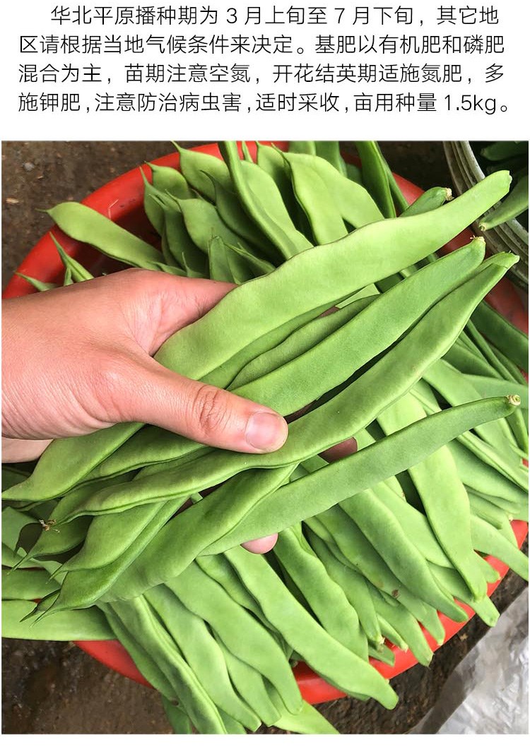 圣冠芸豆种子超宽绿油豆扁豆四季豆种籽架豆菜豆豆角种孑春季四季 250