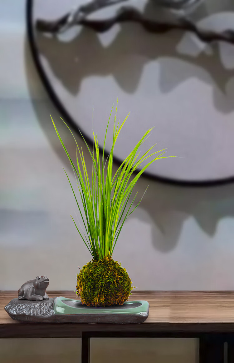 胧月菖蒲水培菖蒲草苔藓球盆栽水养植物禅意日本苍蒲草随手香盆景采缇