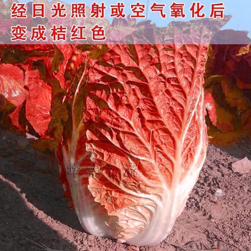 颜集卉红色大白菜火凤凰种子种籽孑四季耐热秋季胶州抗热蔬菜菜籽火