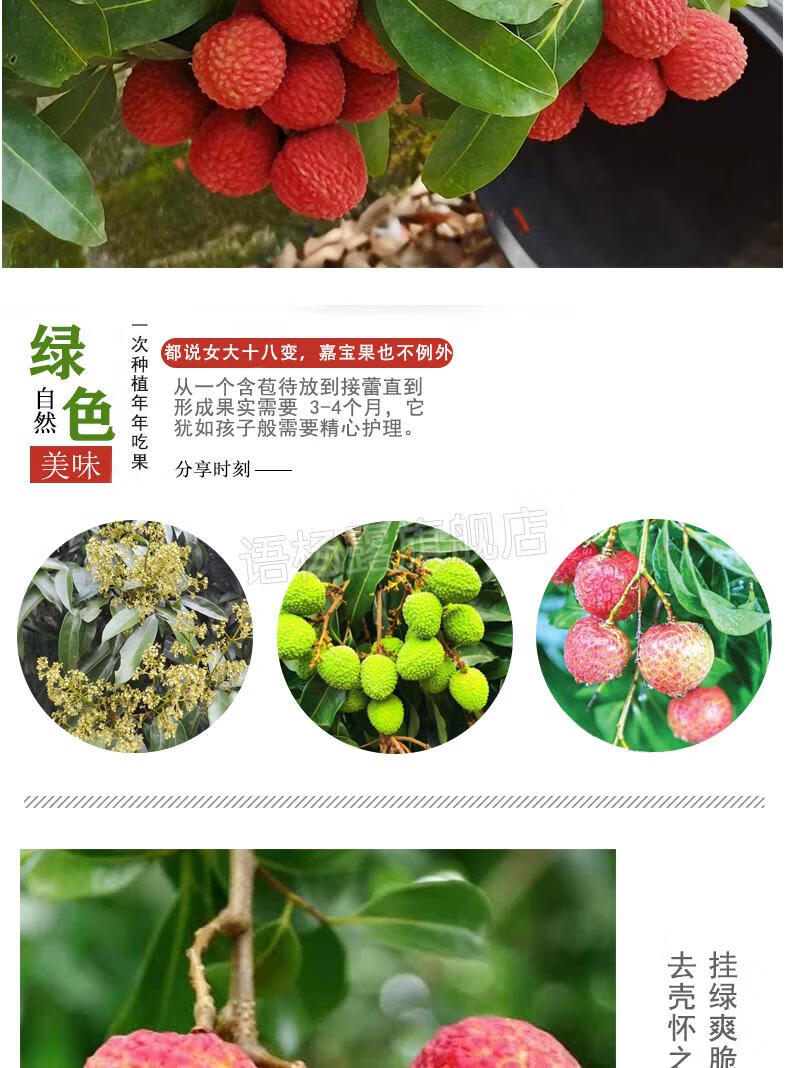 增城挂绿荔枝苗 新品荔枝苗 冰荔荔枝苗仙进奉荔枝苗 挂绿荔枝苗嫁接