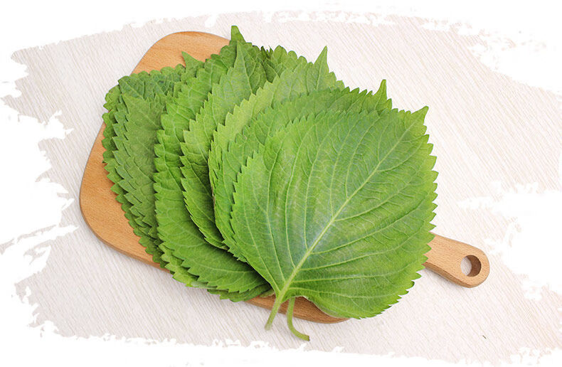 媚调苏子叶新鲜蔬菜紫苏叶当季叶菜绿色农家现摘韩国烤肉包肉饭蘸酱菜