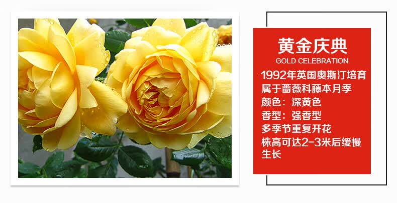藤本月季花苗批发