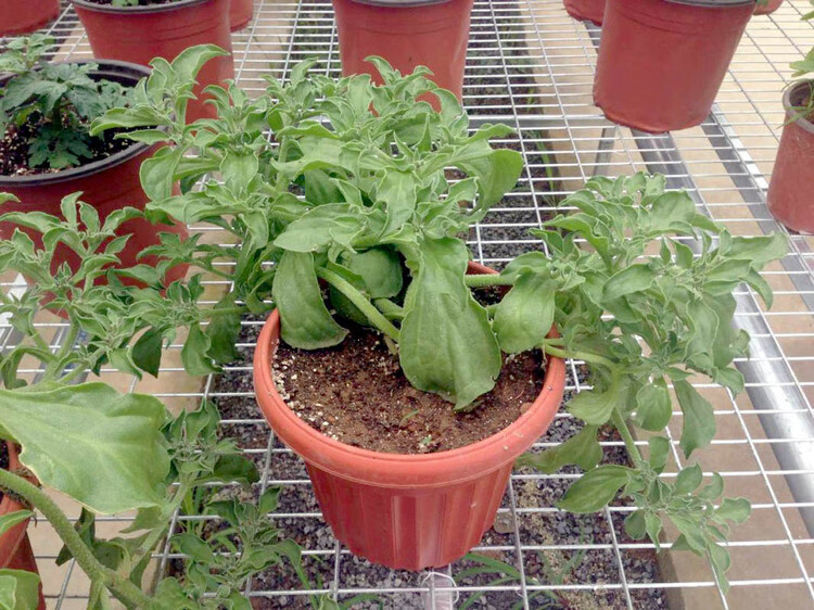 纳格兰冰菜种籽 水晶冰草种籽 非洲特色菜阳台盆栽四季蔬菜种籽 1克约