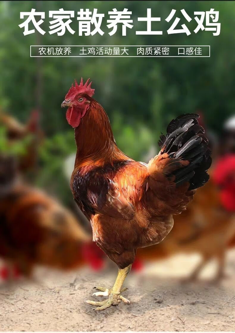 活鸡现杀散养大公鸡土鸡农家散养正宗整只走地鸡笨鸡新鲜 散养大公鸡