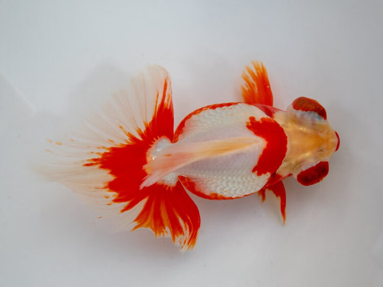 精品蝶尾金鱼包活好养小型冷水观赏鱼黑白熊猫蝶尾红白包金五花黑 8