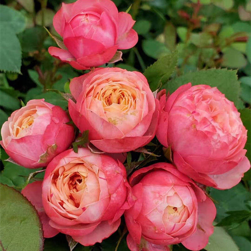 纳格兰钻石玫瑰红钻月季花苗盆栽欧月灌木阳台绿植物花卉薄荷冻糕营养