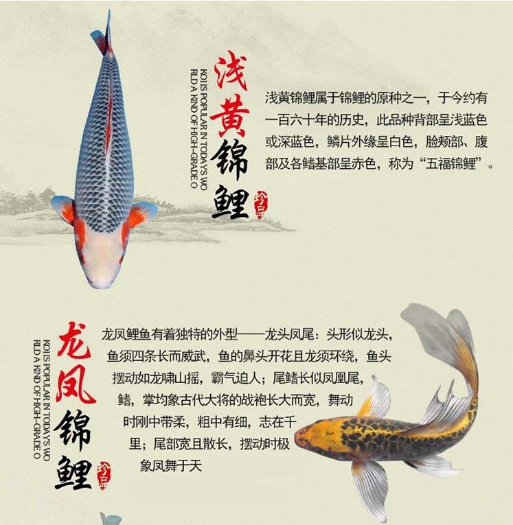 vakada日本重墨白写锦鲤鱼昭和锦鲤黑白分明隐墨精选白写锦鲤活体冷水