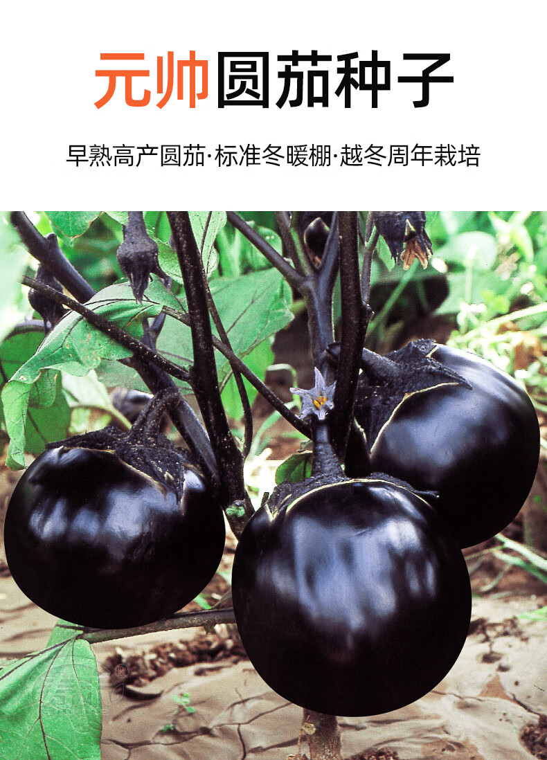 圆茄种子茄子苗孑高产黑紫色菜特大圆蔬菜秧茄种籽秧苗品种茄苗 黑又