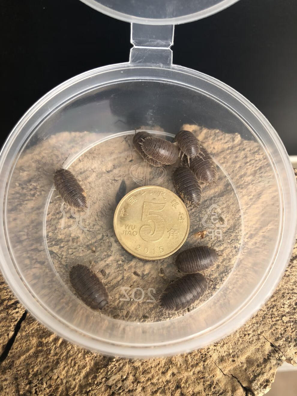 原料包活鼠妇虫潮虫西瓜虫鞋板虫昆虫爬虫宠物学生生物实验活体内廷上