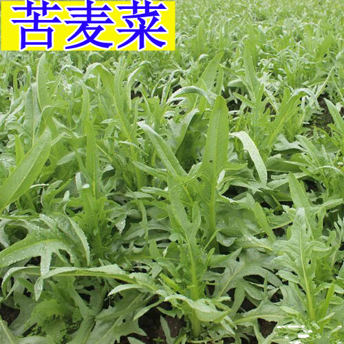 苦荬菜种子 多年生牧草 猪牛羊鸡鸭鹅苦麻菜苦麦菜苦买菜苦卖菜 苦麦