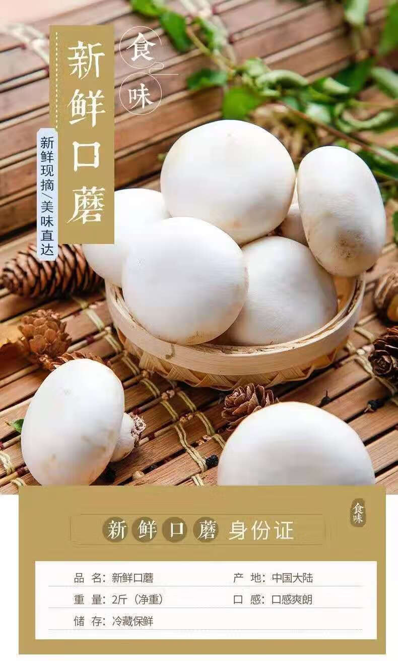 口蘑菇500g现摘现发新鲜白蘑菇双孢菇新鲜口蘑时令蔬菜食用菌菇4斤2斤