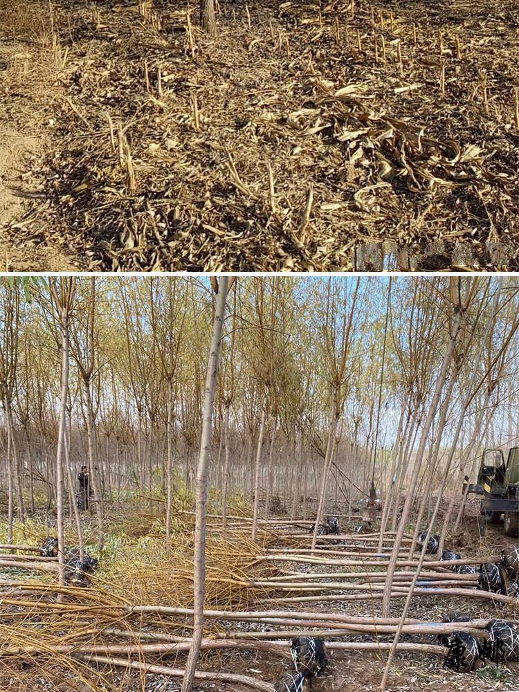 柳树苗垂柳树苗耐寒耐旱耐涝不怕水绿化苗金蝉养殖树池塘边柳树 2公分