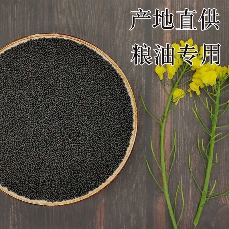 【梦里丹】油菜种子油菜籽高产千斤油菜籽早熟油菜籽大规模种植油菜