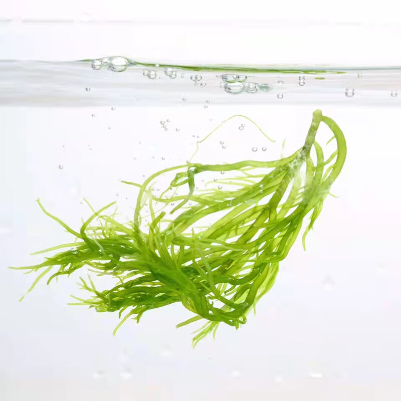 龙须菜海草海藻凉拌菜福建霞浦特产绿色藻类涮菜盐渍鹿角菜石花菜盐渍