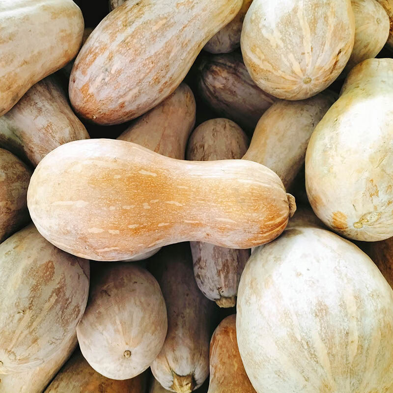 老南瓜云南新鲜甜糯宝宝农家蔬菜非小贝贝瓜 老南瓜l净重7-8斤【图片