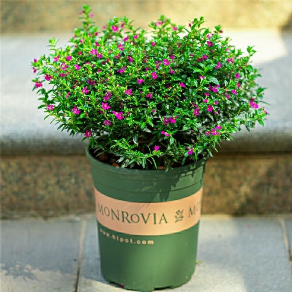 满天星盆栽室内客厅阳台好养花卉盆栽四季开花不断带花苞观花植物