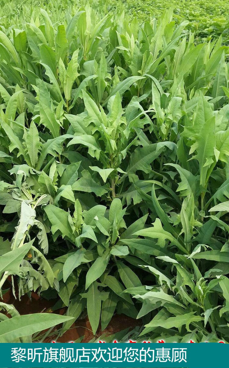 黎昕 饲用苦荬菜种子 牧草籽牛羊鸡鸭鹅兔鱼肥猪草买卖麦麻 南北方