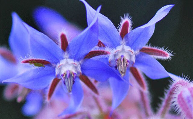 乐子君 花卉种子琉璃苣种籽室外花草耐旱花种子四季种易活耐热花籽速