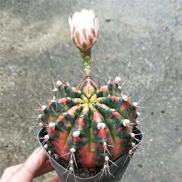 五彩光辉牡丹锦自然锦多肉仙人球易养开花稀有品种红牡丹自然锦8cm带