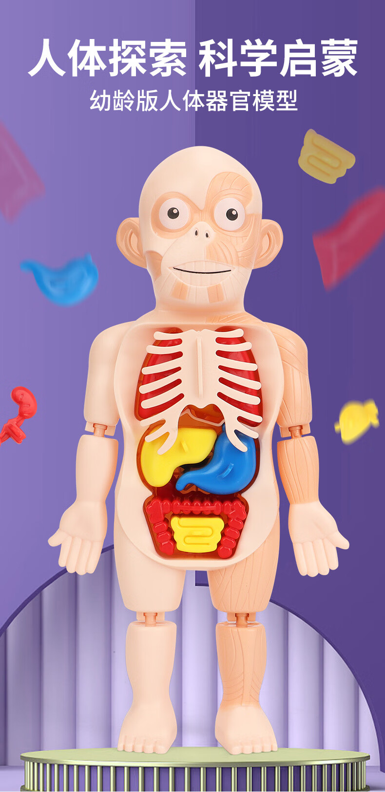 儿童启智玩具人体器官模型摆件diy拼装早教认知科教医学模型玩具科教