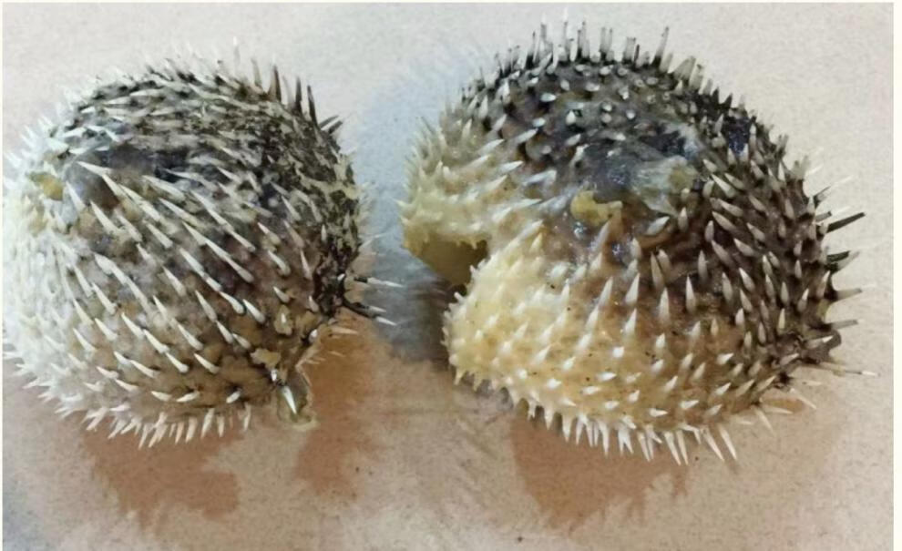 大号刺龟鱼皮海豚海胆刺豚皮海刺鱼北海海产干货海鱼干煲汤500克500克