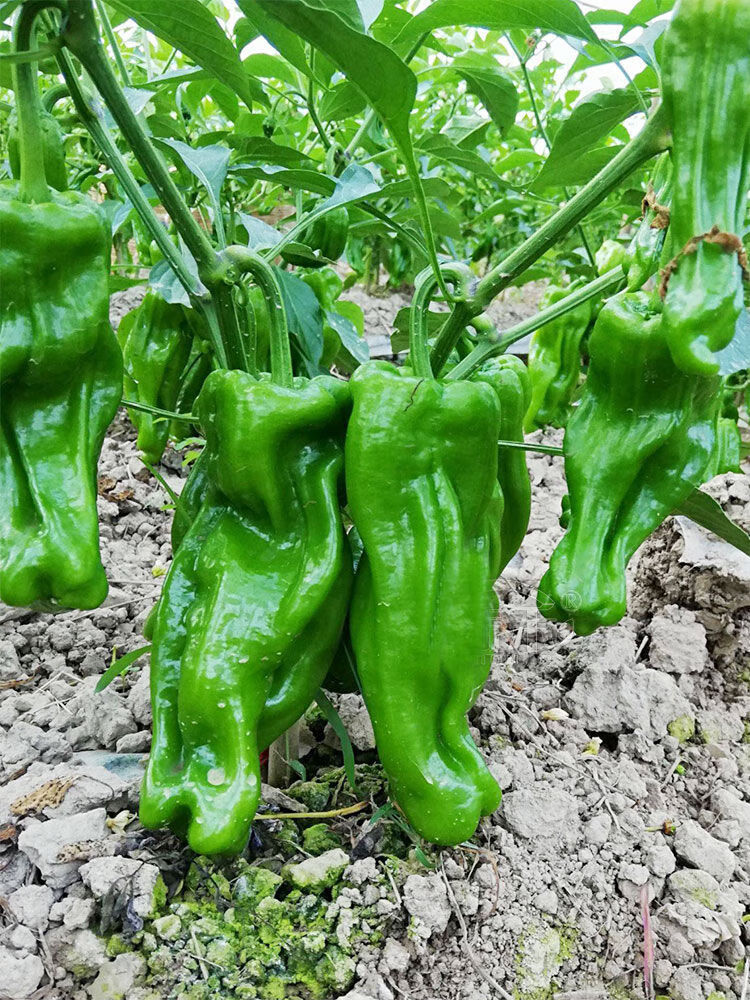 【梦里丹】薄皮辣椒种子新品种特大南方四季蔬菜种子大全香超辣阳台