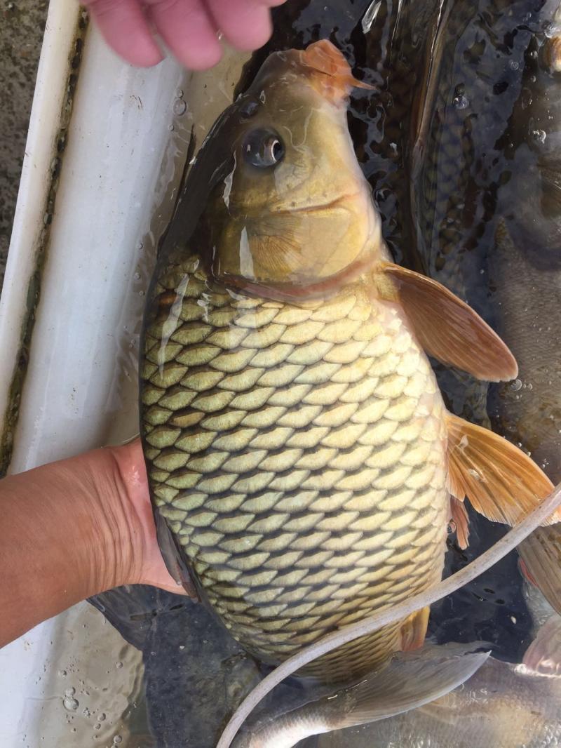 lism河源东江鲤鱼河鱼河鲜鲤新鲜营月子煲汤3斤江河鱼