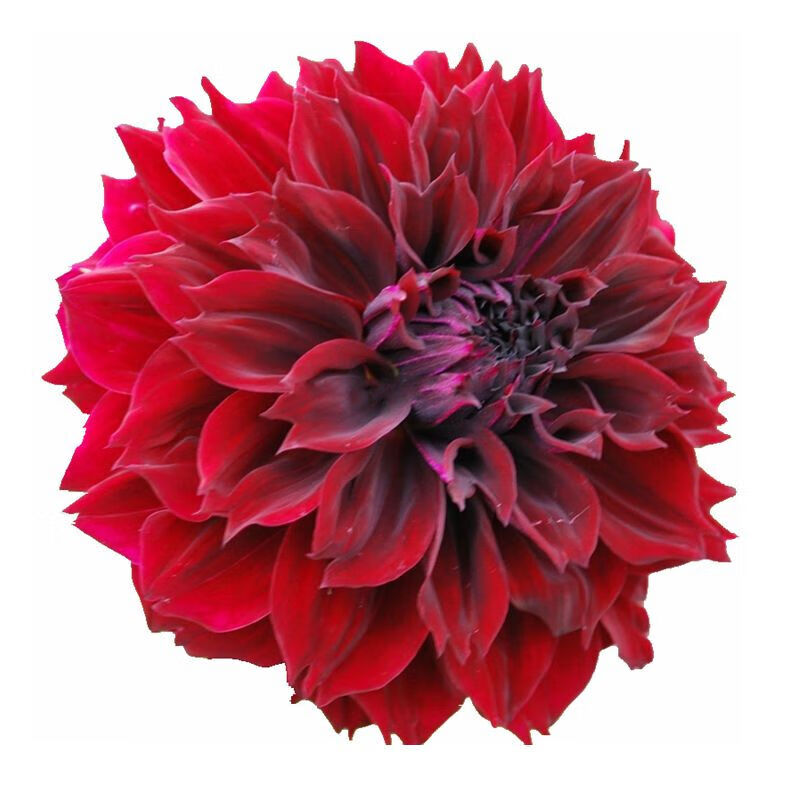 番红花种球重瓣大丽花种球四季多年生景观花卉植物盆栽种子大丽菊地瓜