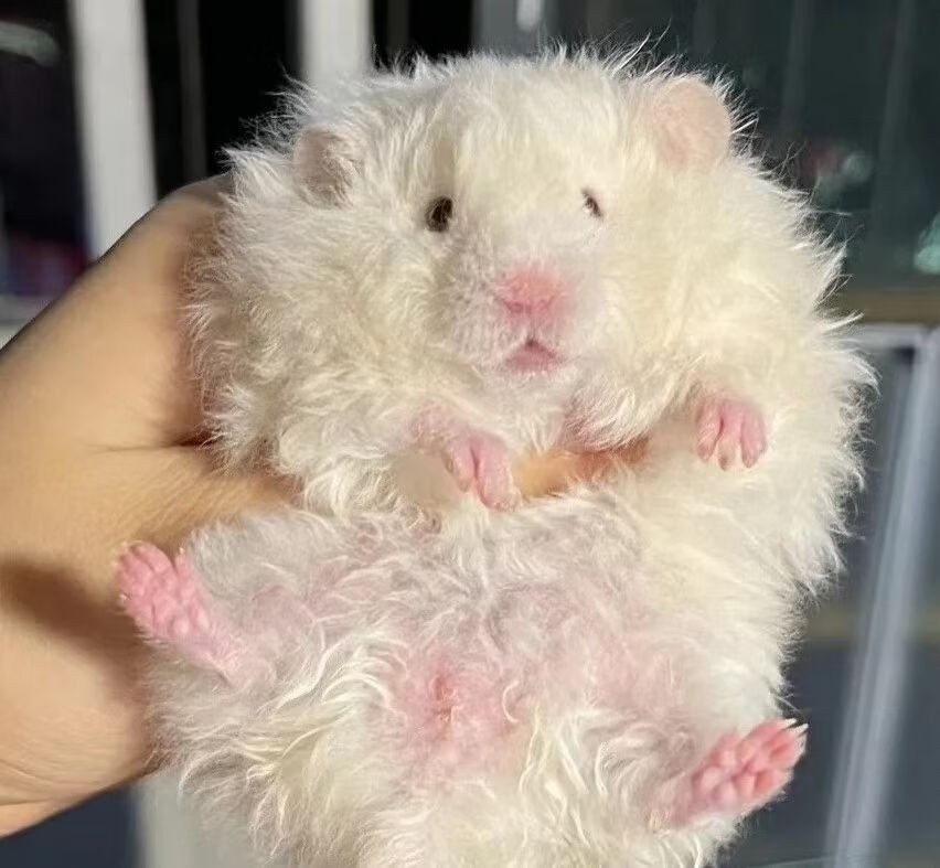 荣郁 卷毛金丝熊长毛金丝熊活体金丝熊粑粑家养金丝熊品质保证 卷毛