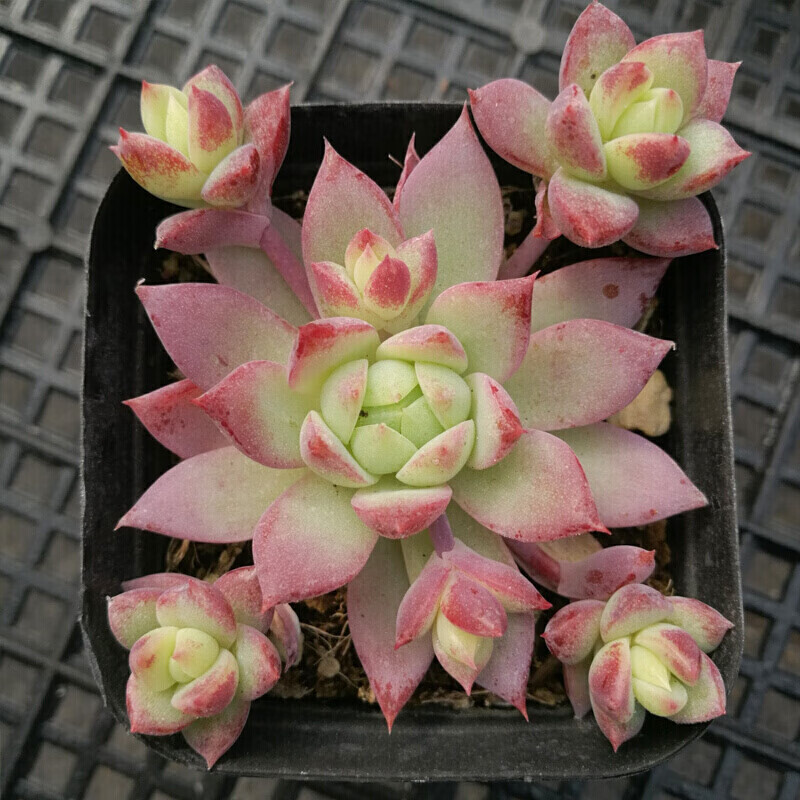 小贵多肉植物办公室桌面萌肉迷你植物盆栽组合肉肉植物 阿拉丁玉扇4