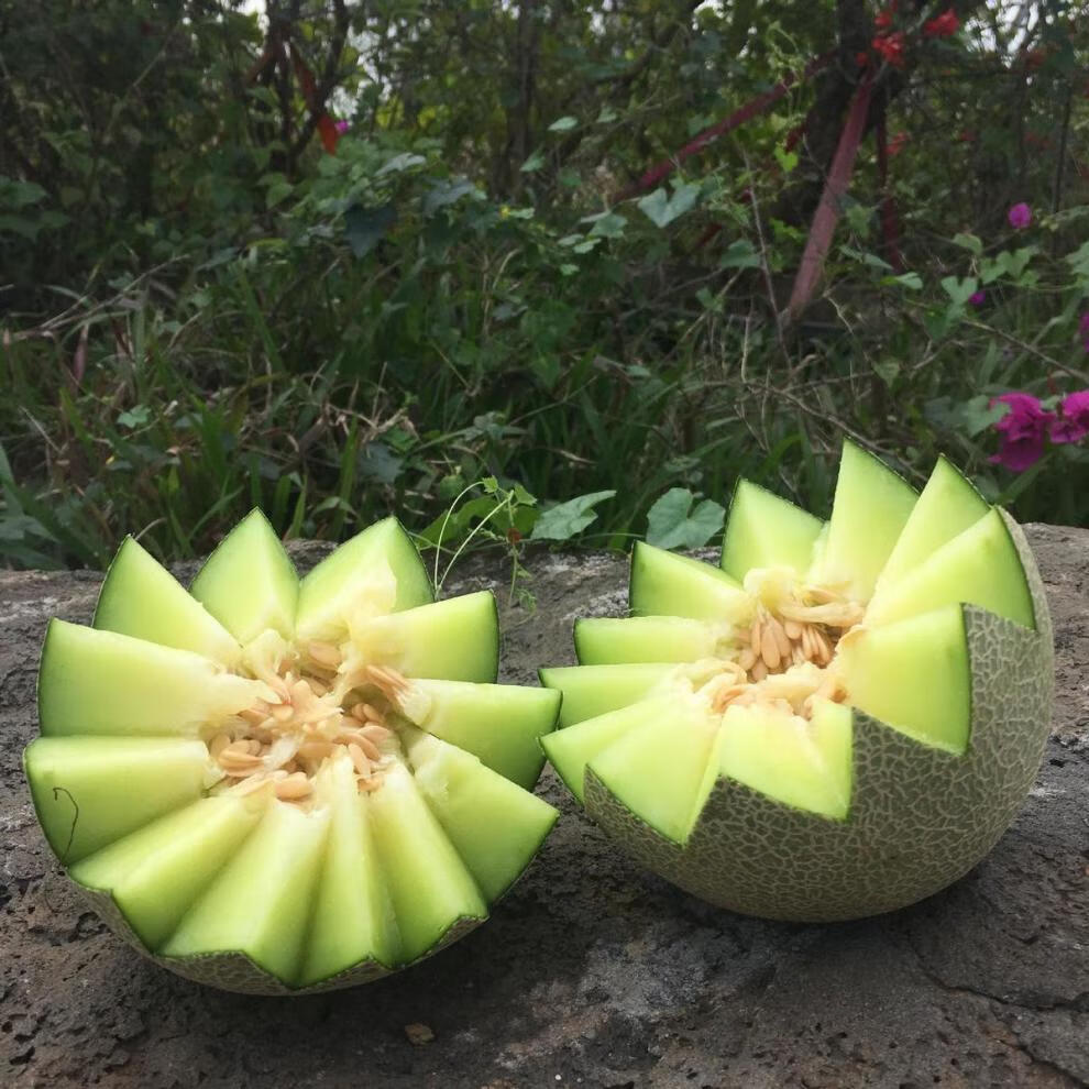 现货玫珑蜜瓜日本品种静冈玫龙蜜瓜2-6个网纹哈密瓜新鲜水果 2个装