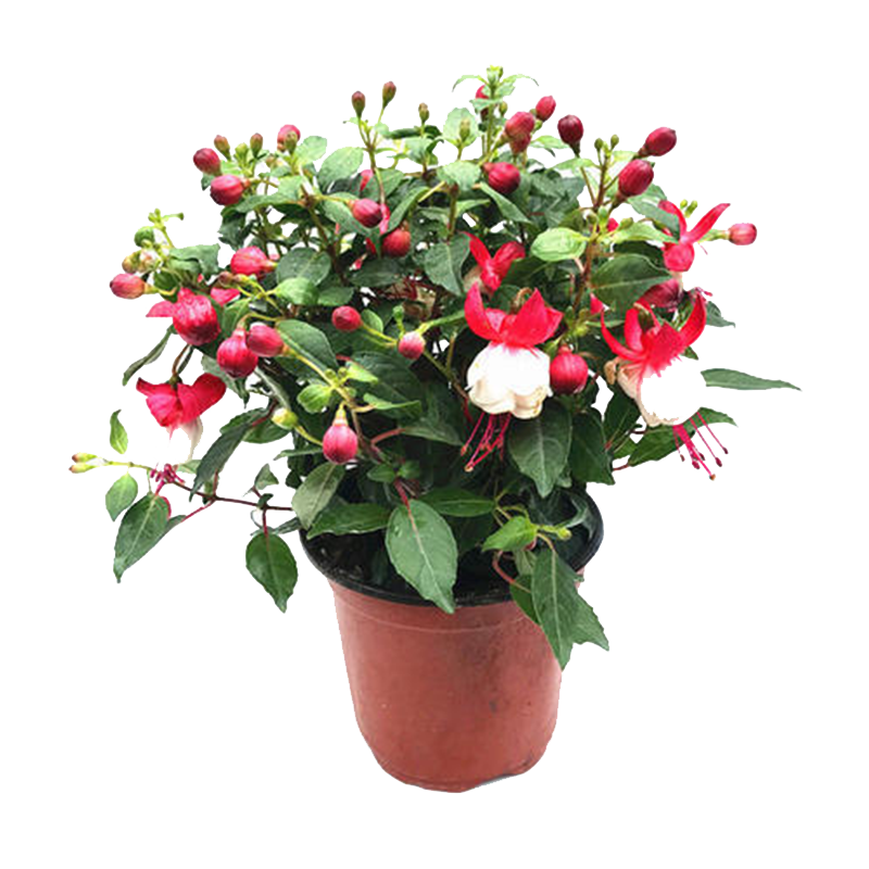 倒挂金钟盆栽灯笼花苗吊兰吊钟海棠灯笼海棠大苗当年开花四季开花