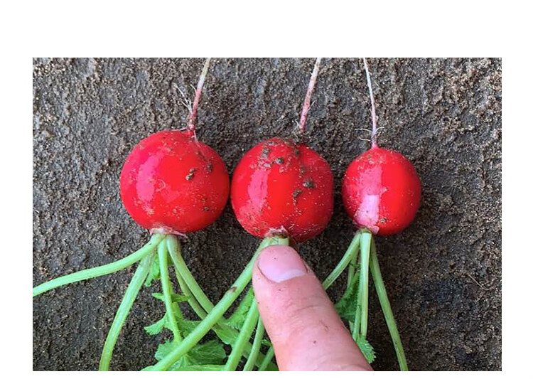 樱桃萝卜新鲜水萝卜青菜圆红萝卜新鲜农家蔬菜现摘水果迷你小萝卜3斤