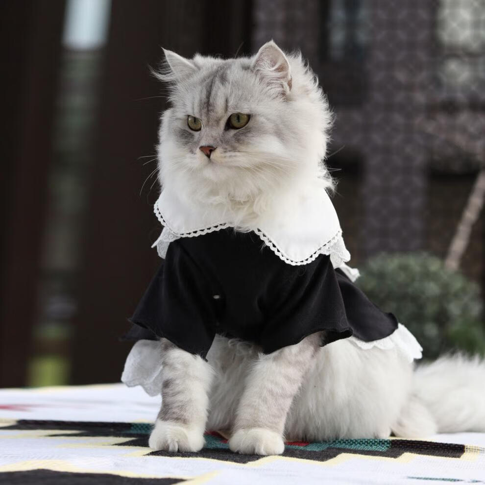 【抖音同款 】猫咪夏季日系女仆装蕾丝裙cos制服变身装猫衣服宠物