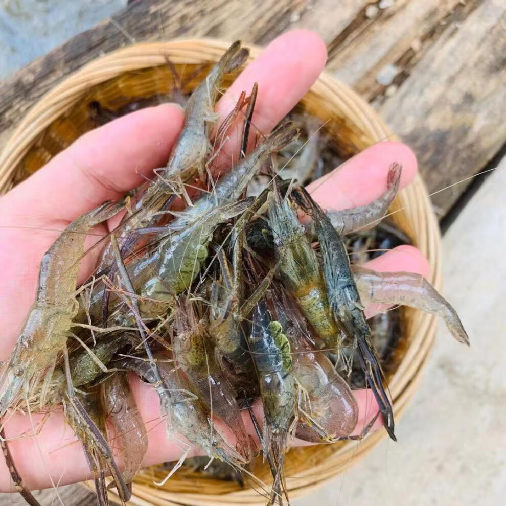 【当日捕捞】河虾淡水新鲜青虾水产急冻小草虾醉虾批发 臻鲜蓓 河虾3