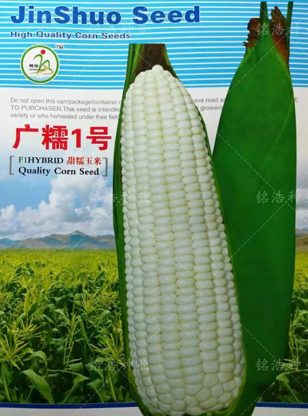 白甜糯玉米种子白糯玉米籽孑超甜基地春夏季播种广糯1号 广糯1号糯