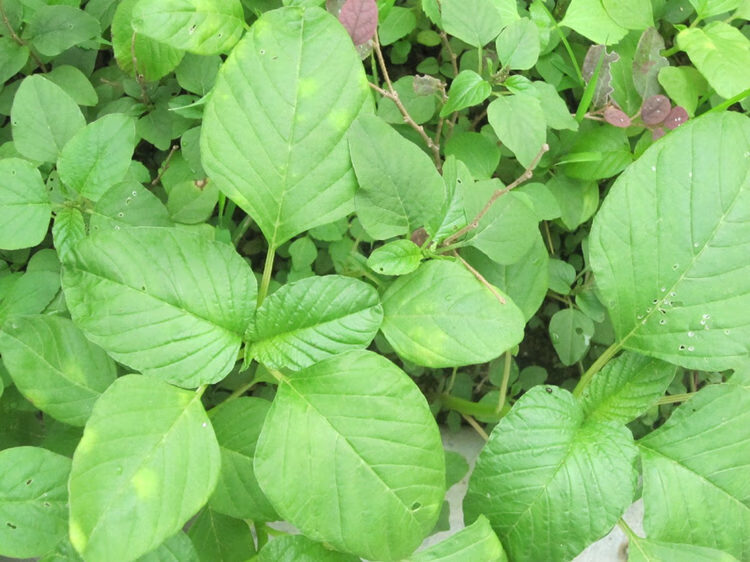 青苋菜种子小白菜野菜种籽绿苋菜四季蔬菜种籽阳台秋冬季种植春季圆叶