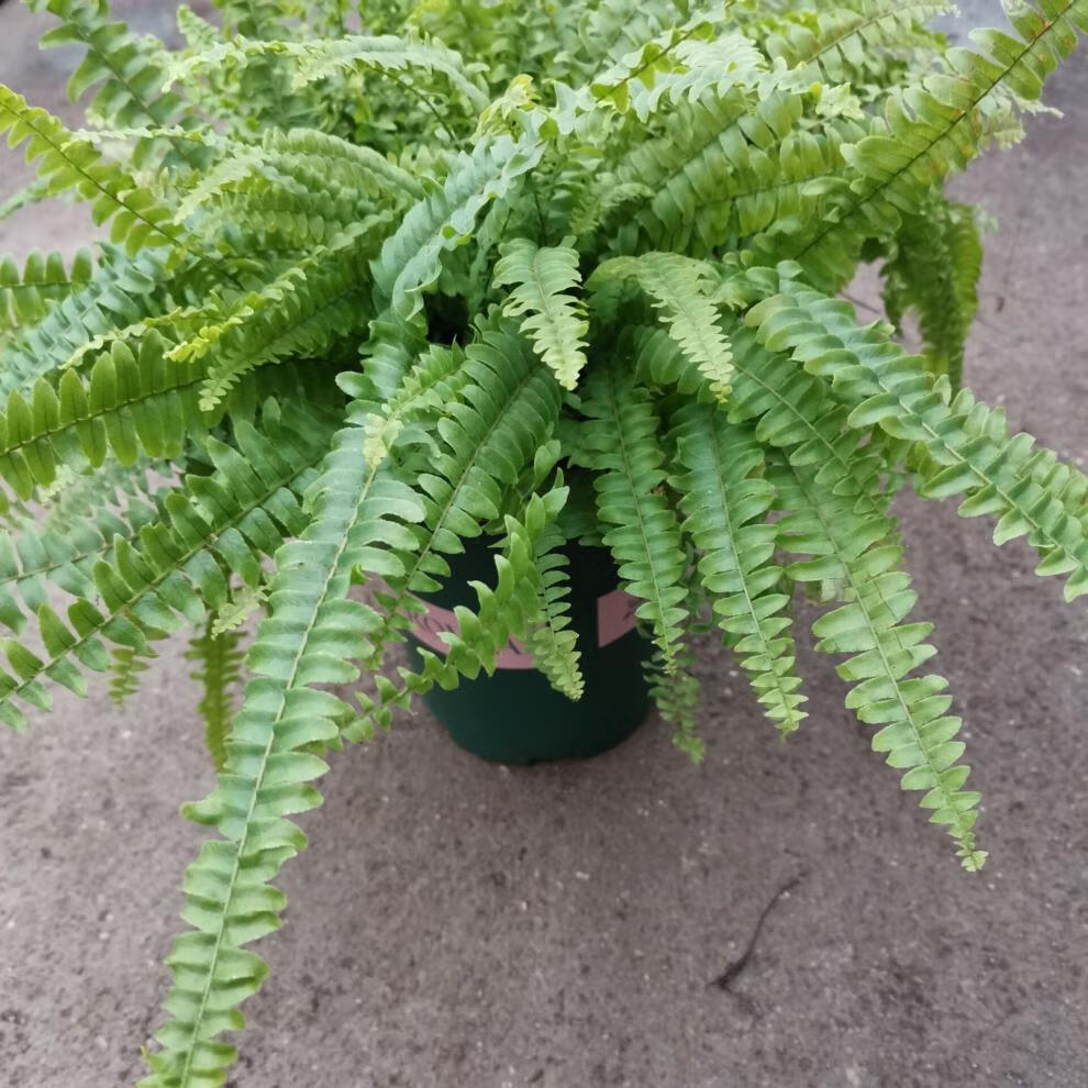 波斯顿蕨肾蕨蕾丝蕨盆栽吊兰室内外阳台绿植蕨类植物吸甲醛辐射 蕾丝