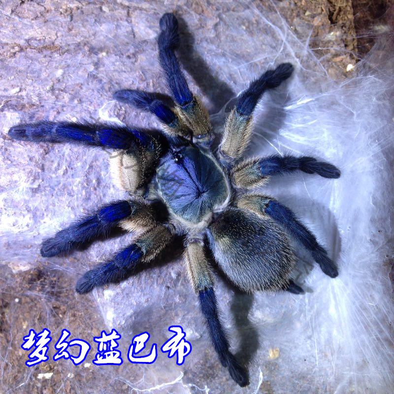 老欧非洲烈阳橙巴布c8活体宠物蜘蛛幼苗爬宠成体活物织网穴栖包活 椰
