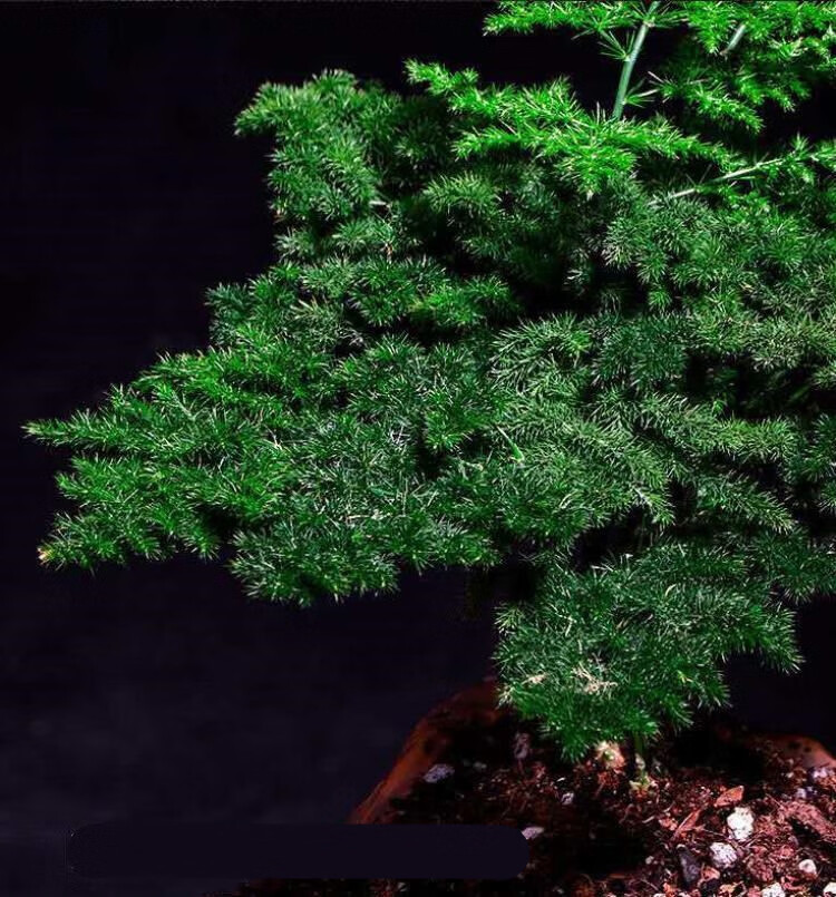 云竹矮生唐山矮生云竹文竹云松竹假山盆景办公室内桌面小盆栽绿植矮生