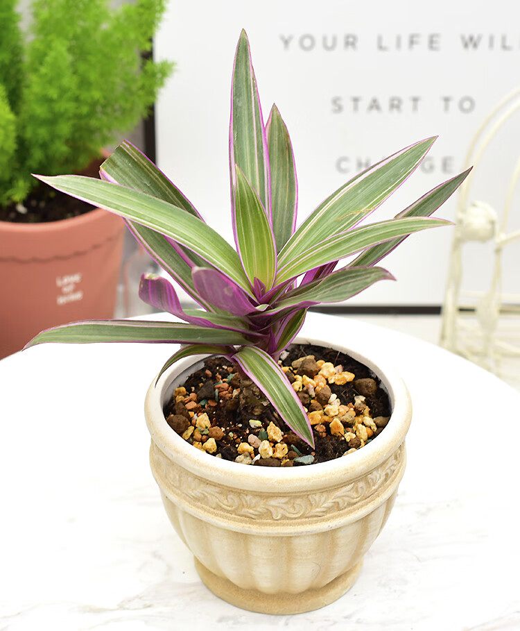 油画婚礼吊兰胭脂云盆栽彩色盆栽阳台吊兰窗台观叶多肉植物好养易