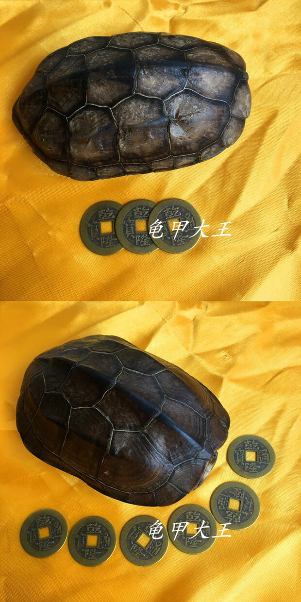 小米(mi)生态适用龟壳算卦起卦乌龟壳乾隆帝铜钱周易六十四卦灵签解