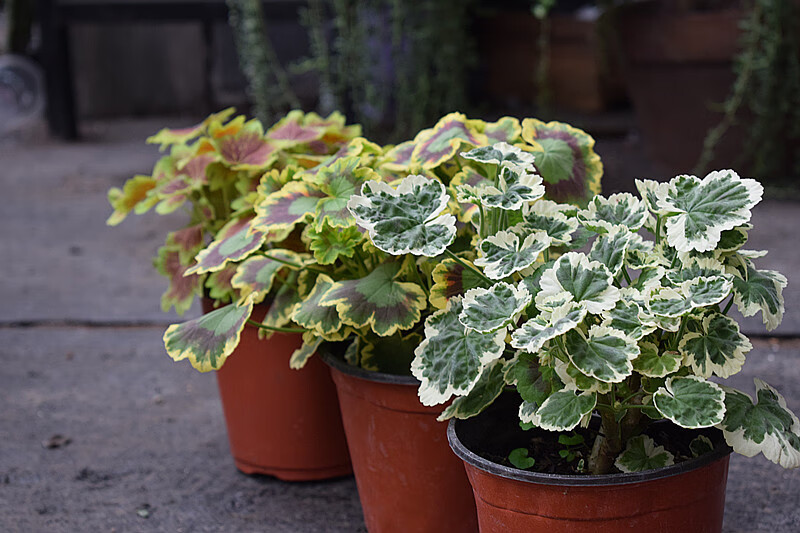 花叶天竺葵室内绿植花卉盆栽植物阳台花苗喜阳耐寒彩色石蜡红 枫叶
