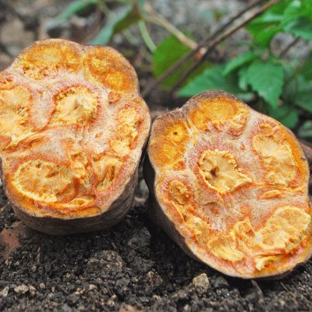 何首乌新鲜何首乌中药材何首乌苗鲜首乌赤首乌生首乌500克 新鲜何首乌